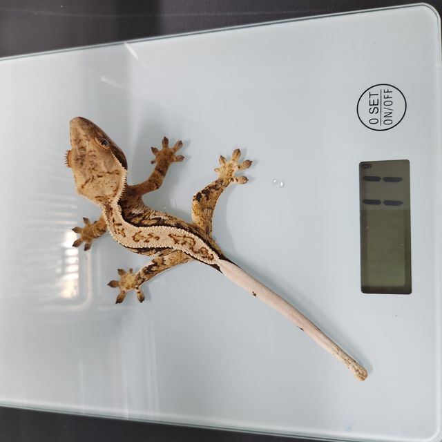 풀핀