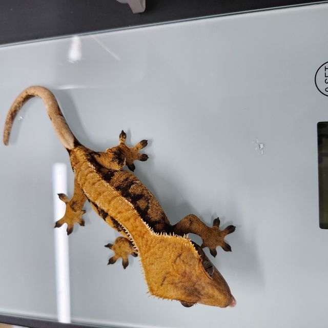 익스트림할리퀸