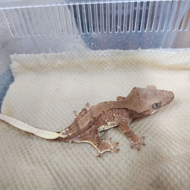 레드 팬텀 릴리화이트
