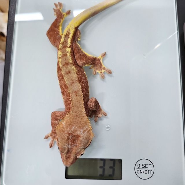 레드 팬텀 릴리화이트