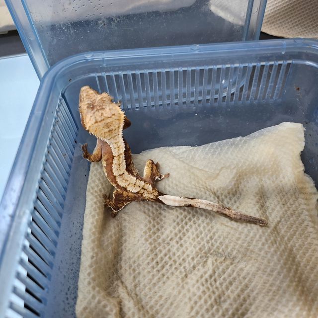 레드