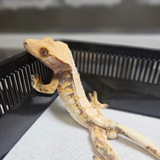 트라이