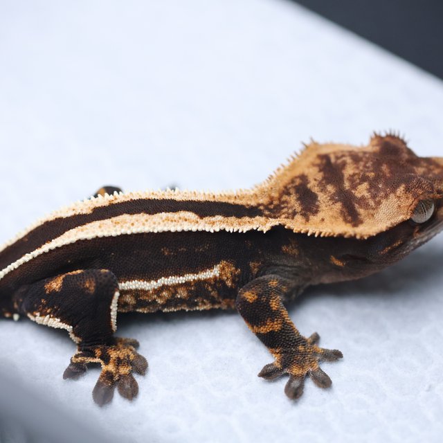 엠티백 슈퍼스트라이프