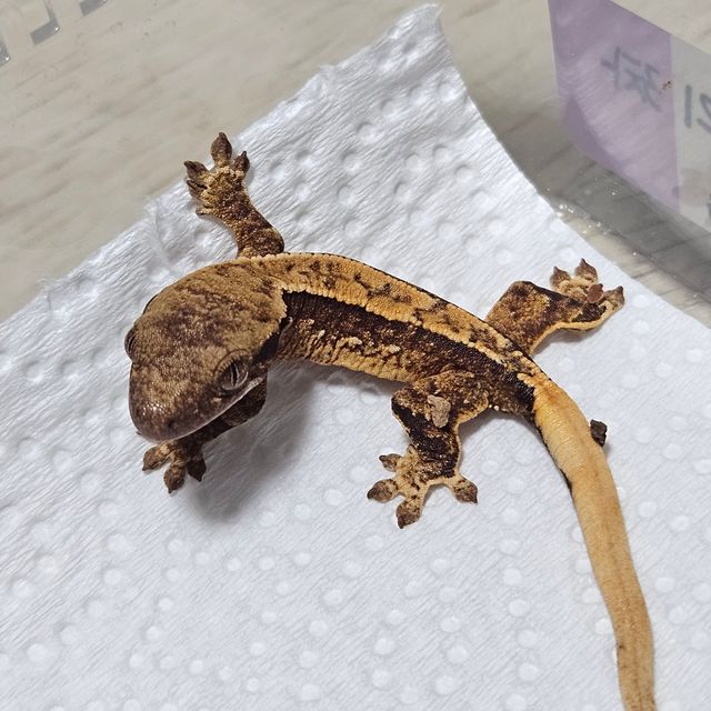 트라이
