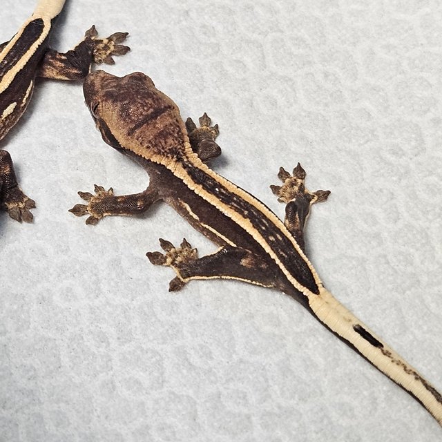 엠티백 슈퍼스트라이프