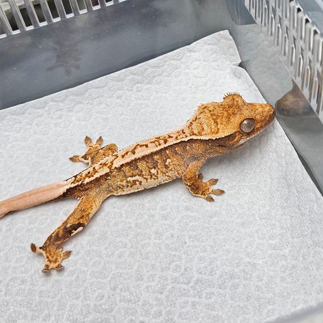 트라이