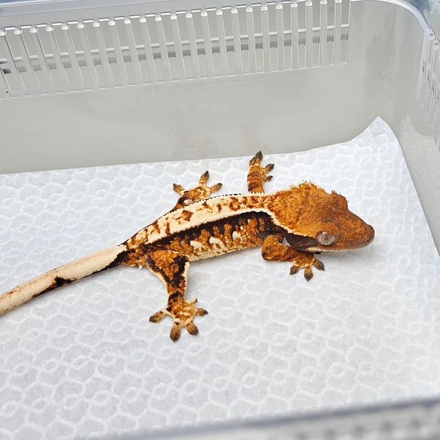 트라이