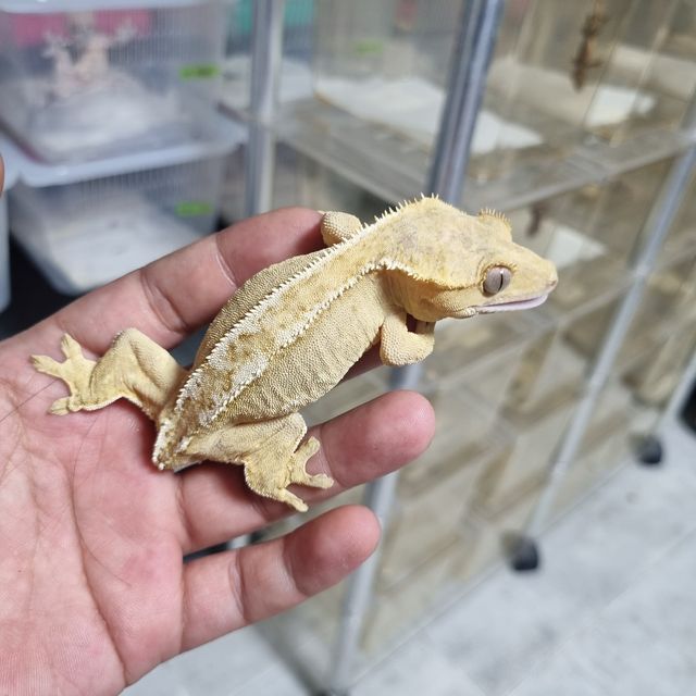 팬텀 옐로우 크림 크림시클