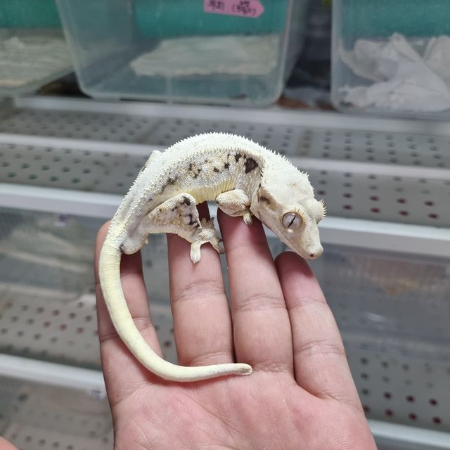 릴리화이트