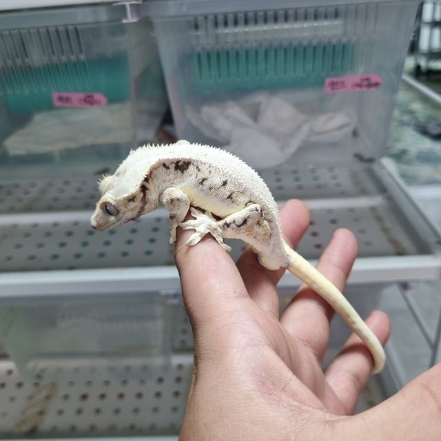 릴리화이트
