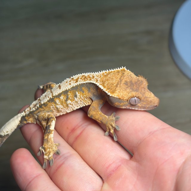 텐저린 드리피 익스트림할리퀸