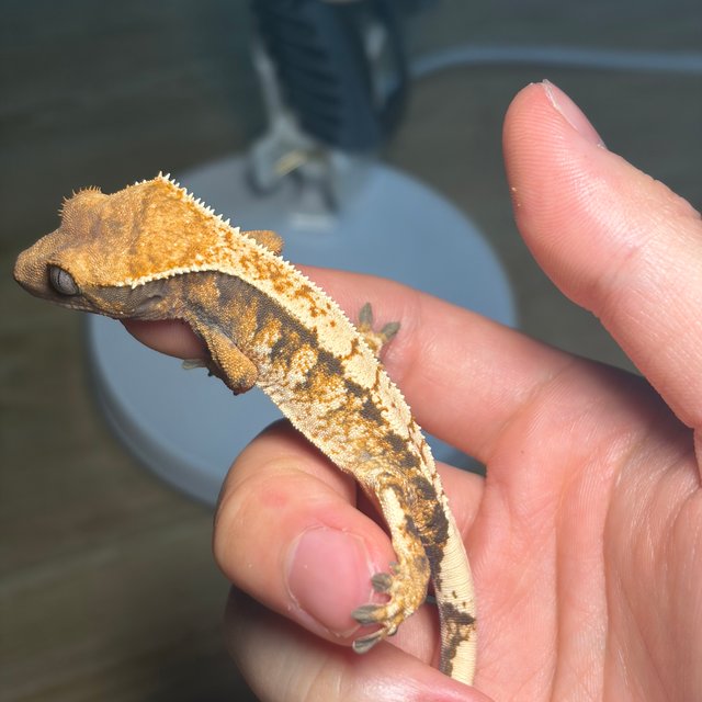 텐저린 드리피 익스트림할리퀸