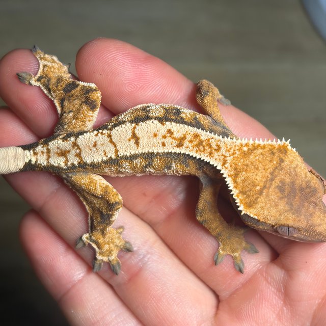 텐저린 드리피 익스트림할리퀸