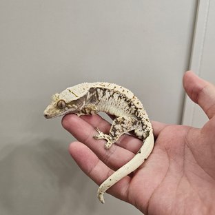 노멀 익스트림할리퀸