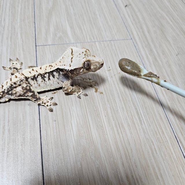 노멀 익스트림할리퀸