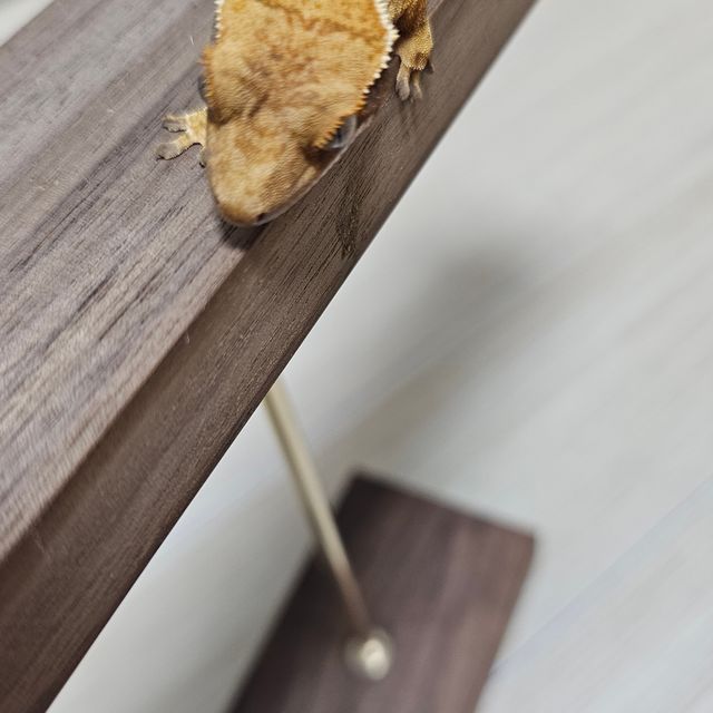 노멀 트라이 할리퀸 텐저린