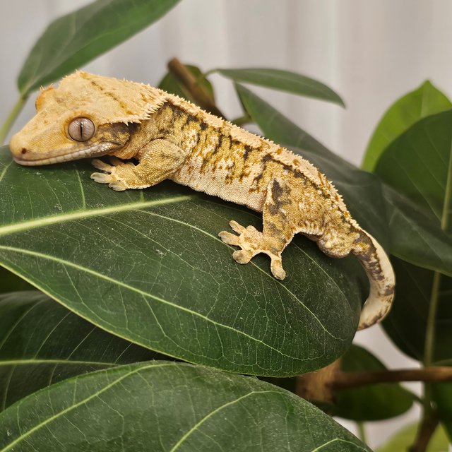 노멀 트라이 익스트림할리퀸