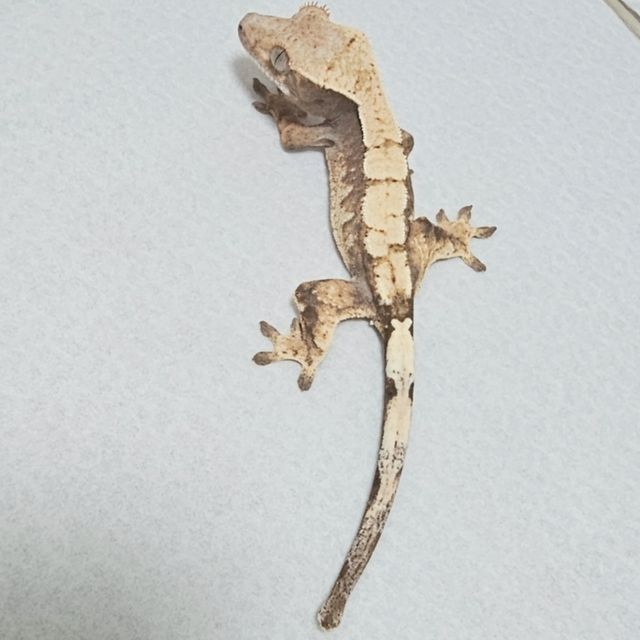 세이블