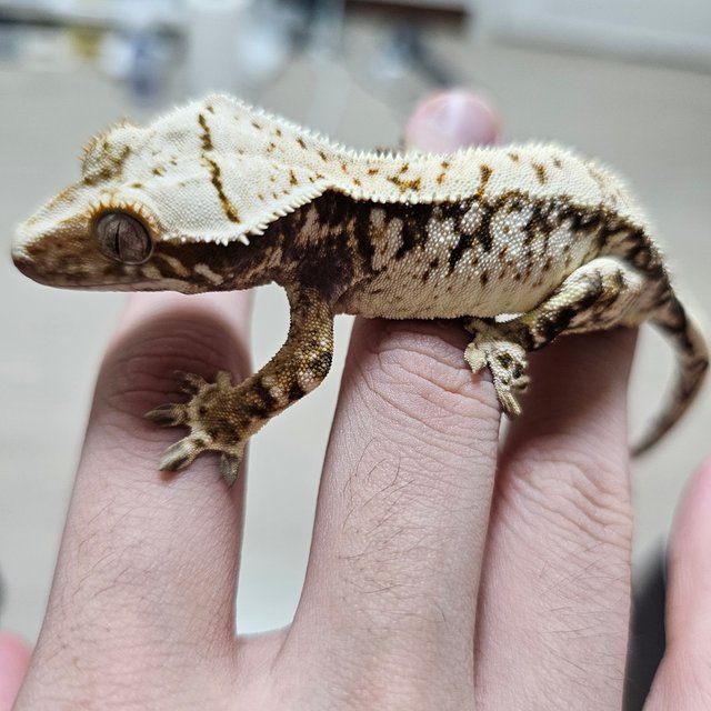 노멀 익스트림할리퀸