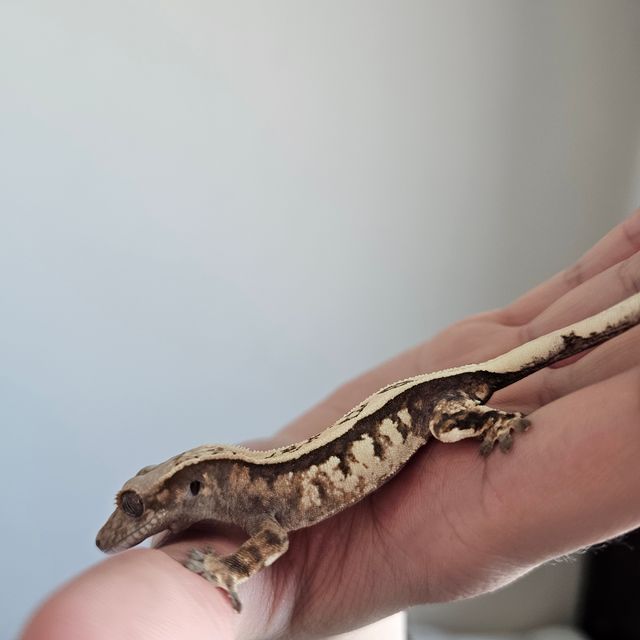 세이블 풀핀
