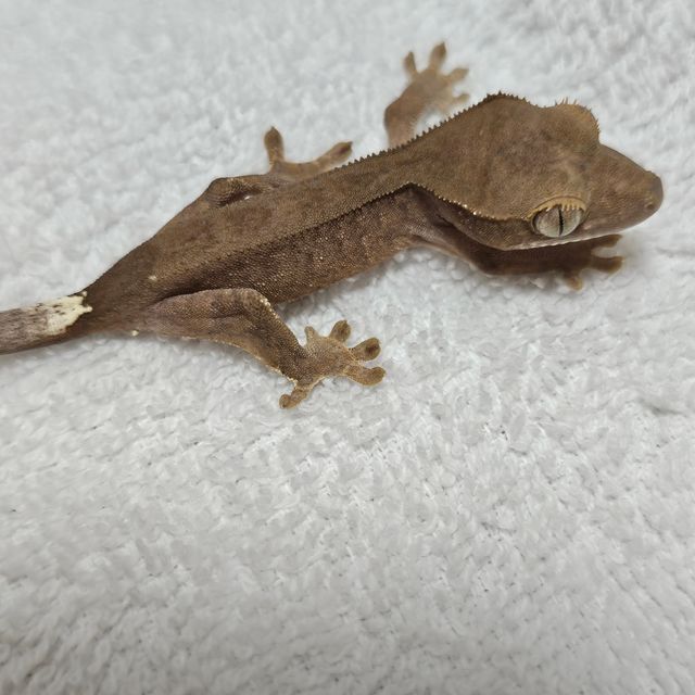 카푸치노 챠콜