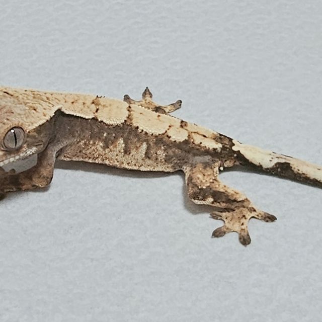 세이블