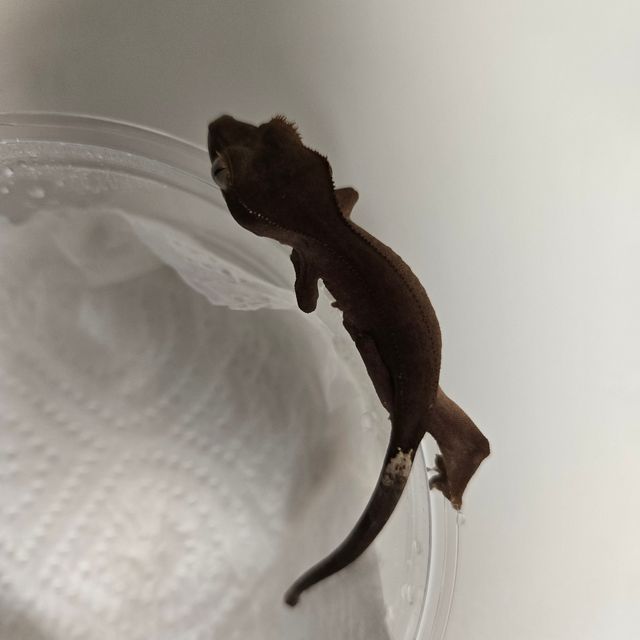 카푸치노 챠콜