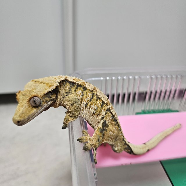 노멀 트라이 익스트림할리퀸