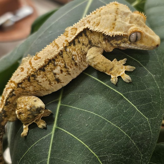 노멀 트라이 익스트림할리퀸