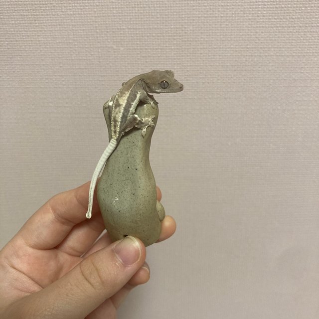 릴리 세이블 100%헷아잔틱