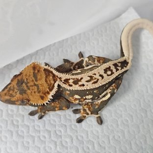 풀핀 쿼드 노멀 트라이