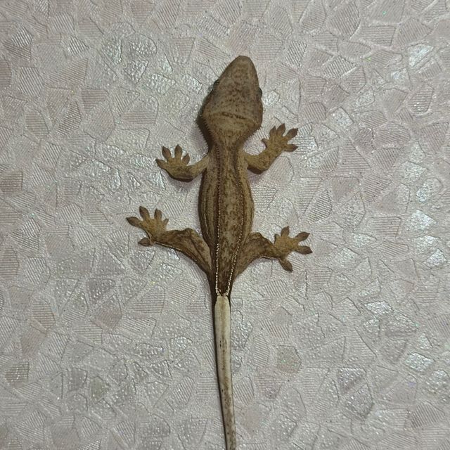 노멀
