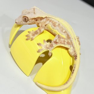 크림 릴리화이트