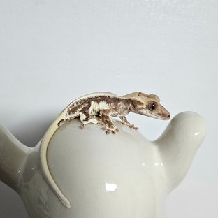 릴리화이트