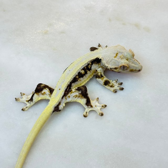 릴리화이트 솔리드백