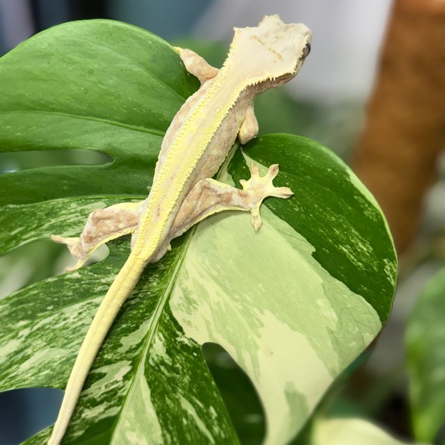 크림 릴리화이트