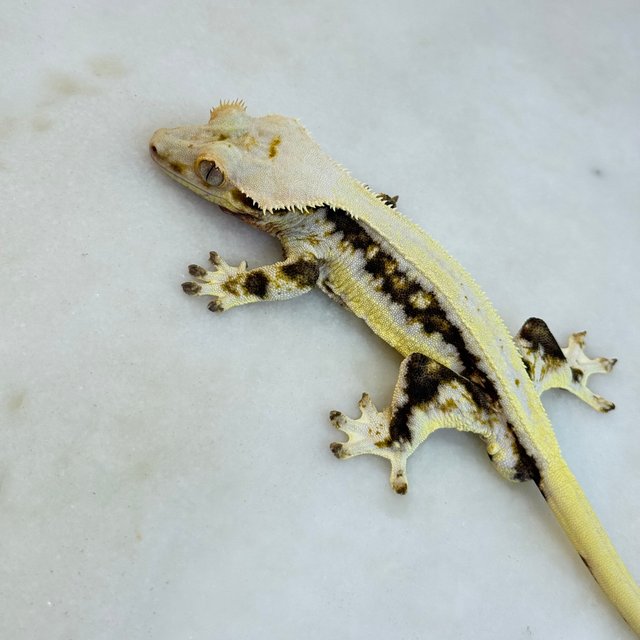 릴리화이트 솔리드백