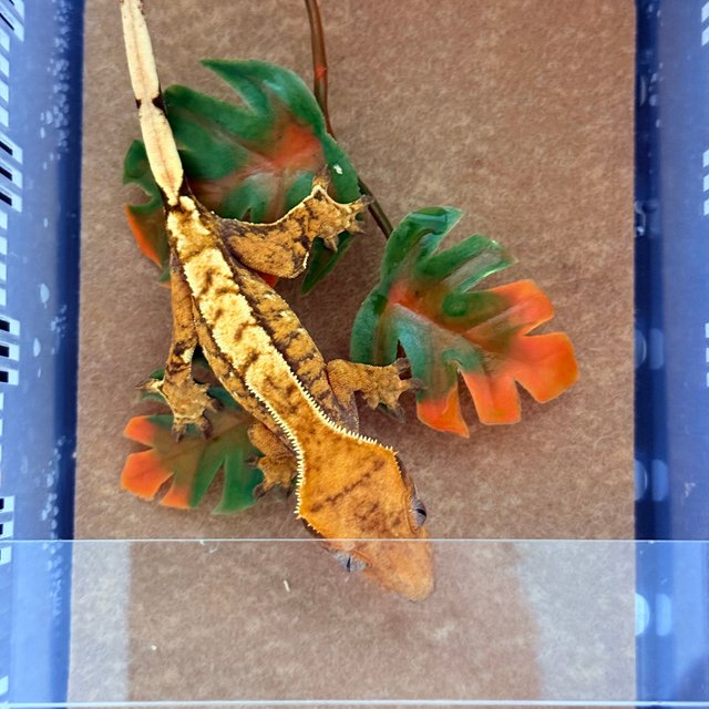 바브 트라이 익스트림할리퀸