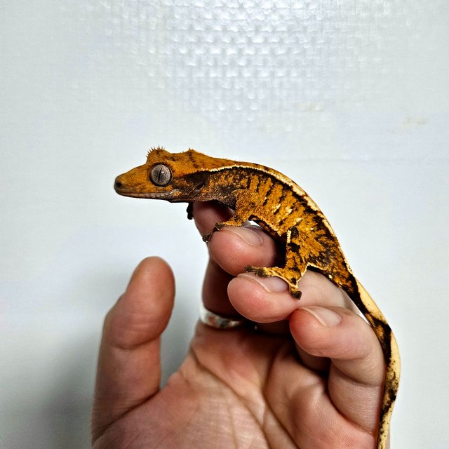 바브 트라이 익스트림할리퀸