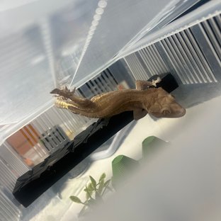 바이 레드 릴리화이트