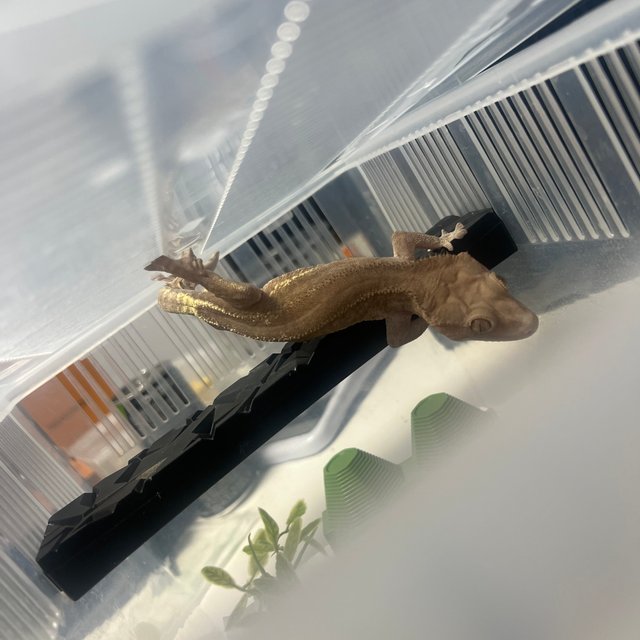 바이 레드 릴리화이트