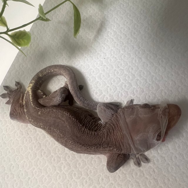 바이 레드 릴리화이트