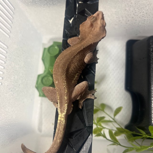 바이 레드 릴리화이트