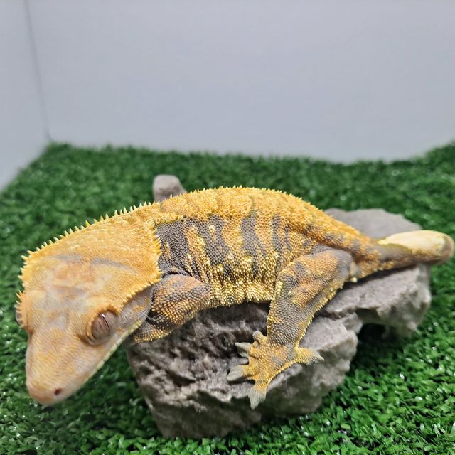 익스트림할리퀸