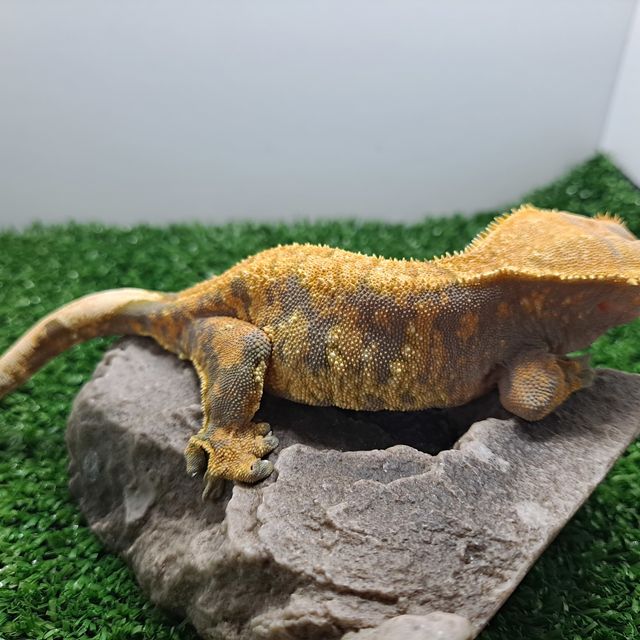 익스트림할리퀸