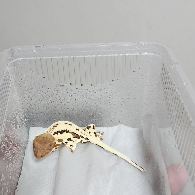 프라푸치노