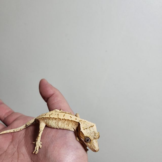 크림시클