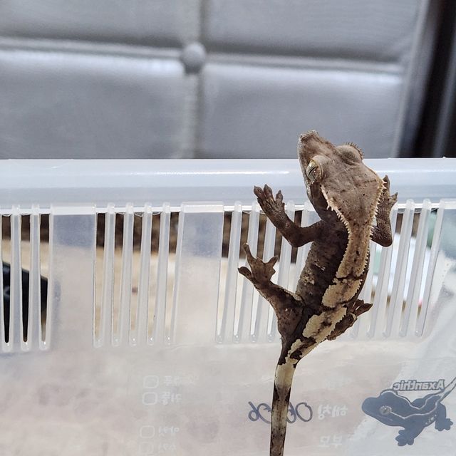 세이블