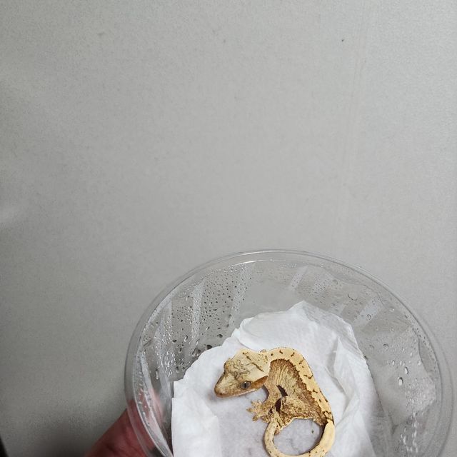 크림시클