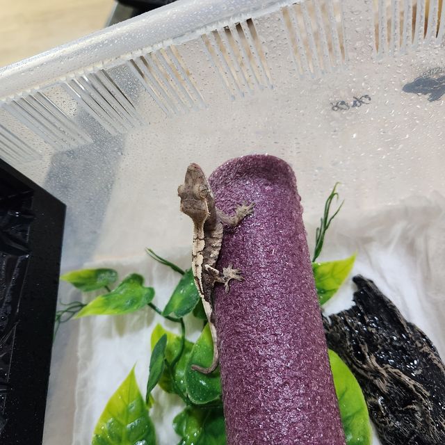 세이블